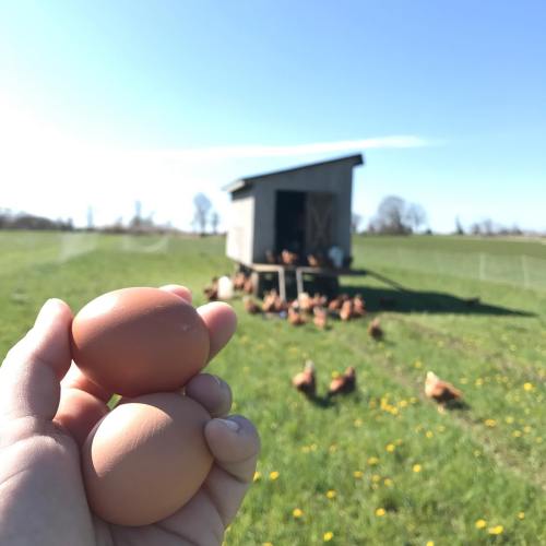 A hand holds two brown eggs in front of a chicken coop and free-range chickens in a sunny green field.