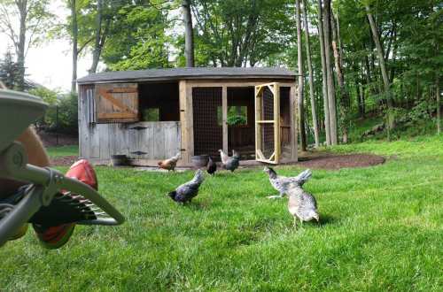 A person relaxes in a chair while chickens roam in a grassy area near a wooden chicken coop surrounded by trees.