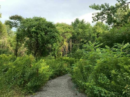 A winding gravel path through lush green foliage and trees in a serene forest setting.