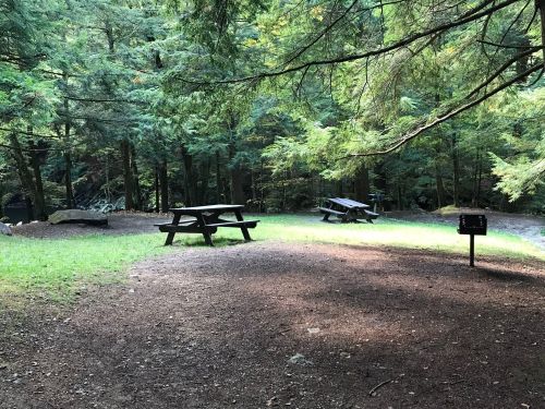 A serene forest clearing with picnic tables surrounded by trees and dappled sunlight on the ground.