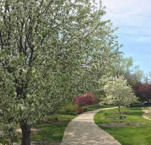 A winding path through a park lined with blooming trees and vibrant flowers under a clear blue sky.