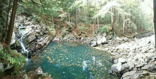 A serene forest scene featuring a small waterfall cascading into a clear blue pool surrounded by rocky terrain and trees.