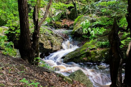 A serene forest scene featuring a flowing stream surrounded by lush greenery and rocky terrain.
