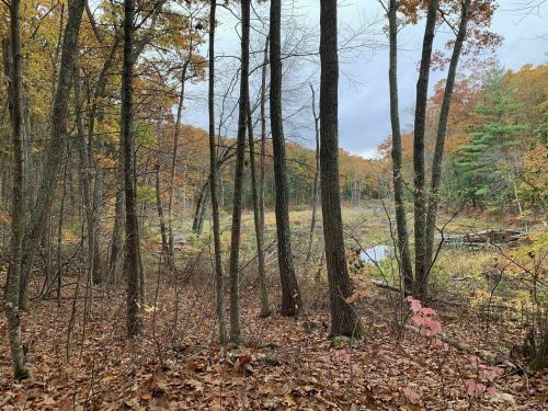 A serene forest scene with tall trees and autumn foliage, overlooking a calm stream in a peaceful natural setting.