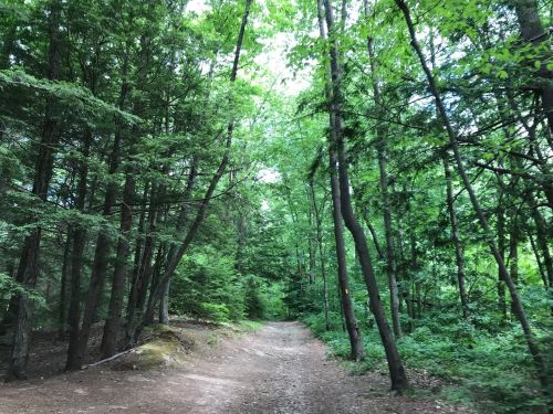A serene forest path surrounded by tall green trees and lush foliage under a bright sky.