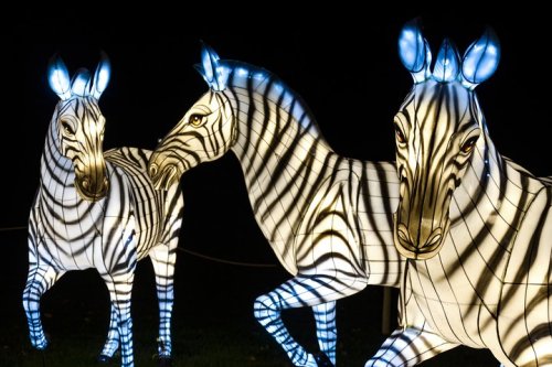 Three illuminated zebra sculptures with glowing blue ears, set against a dark background.