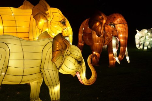 Colorful illuminated elephant lanterns in various sizes, glowing against a dark background.