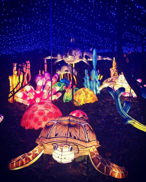 Colorful illuminated lanterns of turtles and coral create a vibrant underwater scene against a starry backdrop.