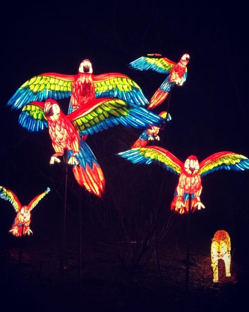 Colorful illuminated parrots in flight against a dark background, creating a vibrant and festive atmosphere.