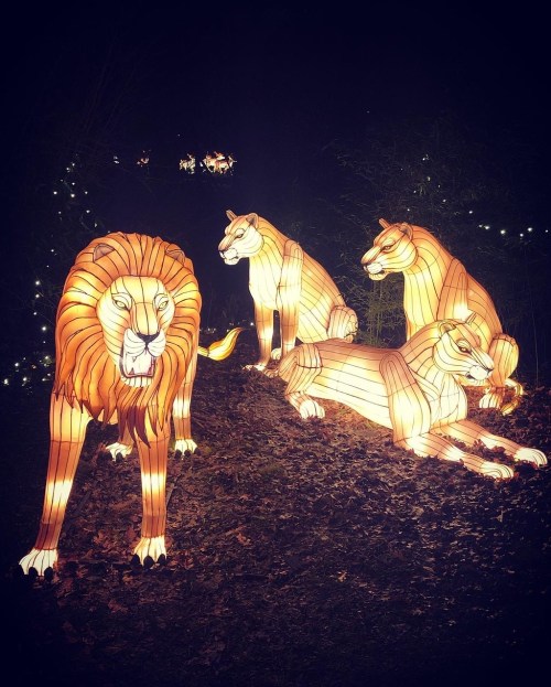Illuminated lanterns of four lions in a dark setting, creating a vibrant and enchanting atmosphere.