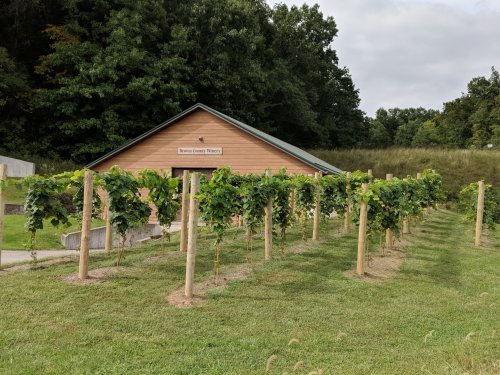 A vineyard with rows of grapevines in front of a wooden winery building, surrounded by trees and grassy land.