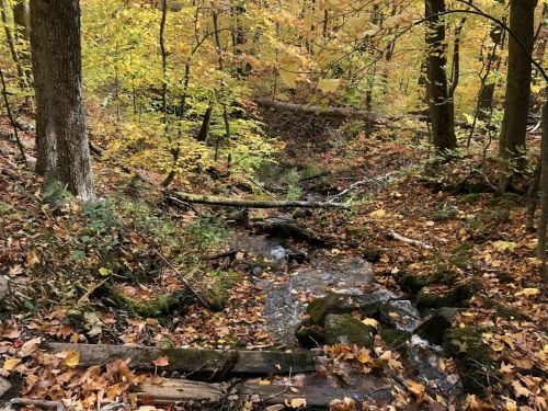 A serene forest scene with a small stream surrounded by colorful autumn leaves and trees.