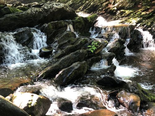 A serene stream flows over moss-covered rocks, surrounded by lush greenery and gentle cascades of water.
