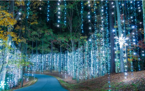 A winding road through a forest adorned with sparkling blue and white lights, creating a magical nighttime atmosphere.