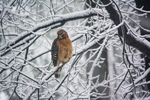 A hawk perched on a snow-covered branch amidst falling snowflakes in a winter landscape.