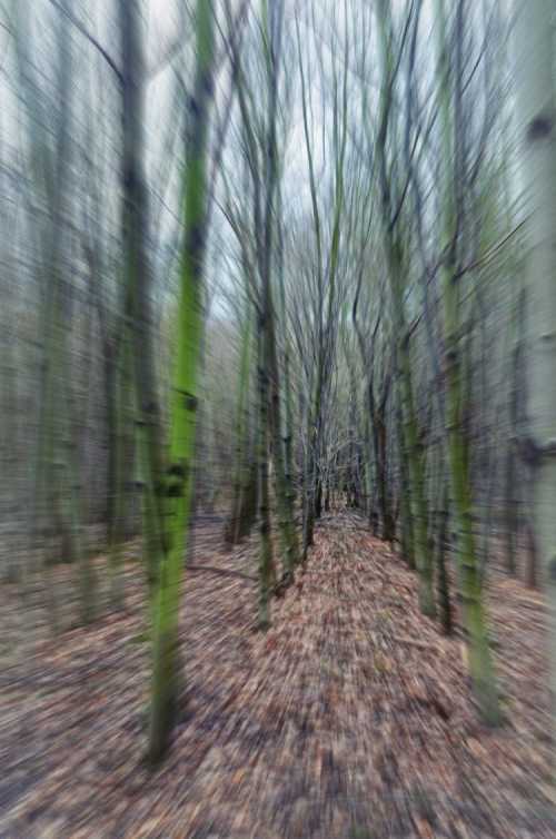 A blurred forest path lined with tall, slender trees, creating a sense of depth and movement.