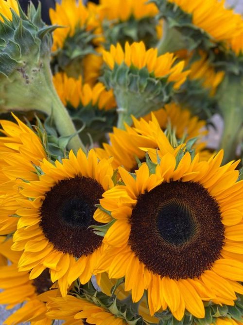 A close-up of vibrant sunflowers with bright yellow petals and dark centers, arranged in a bouquet.