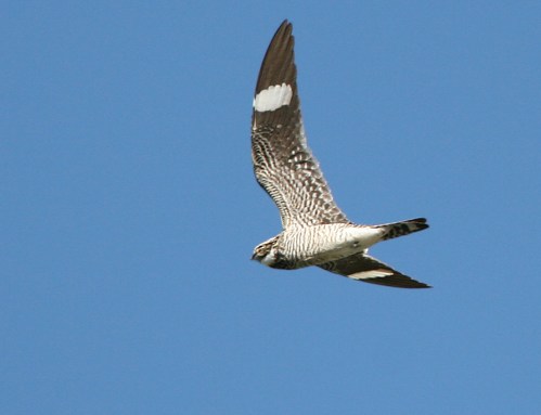 A bird in flight against a clear blue sky, showcasing its patterned feathers and distinctive tail markings.