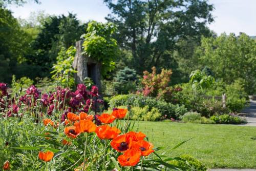Vibrant orange poppies in the foreground with lush greenery and colorful flowers in a serene garden setting.