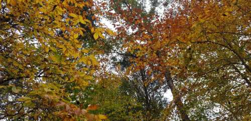 A canopy of autumn leaves in vibrant shades of yellow, orange, and green against a cloudy sky.
