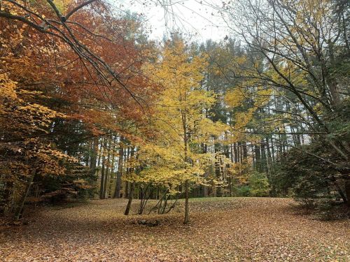 A serene forest scene with vibrant autumn leaves in shades of yellow, orange, and red, covering the ground.
