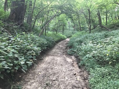 A narrow, muddy trail winding through a lush green forest with trees and dense underbrush on either side.