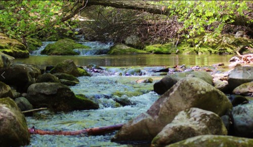 A serene stream flows over rocks, surrounded by lush greenery and moss, creating a peaceful natural scene.
