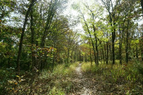 A sunlit forest path surrounded by trees with green leaves and scattered autumn foliage on the ground.