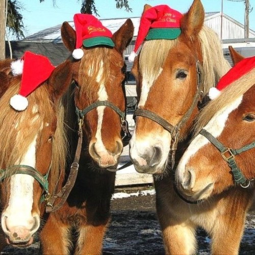 Four horses wearing festive red Santa hats, standing close together in a snowy setting.