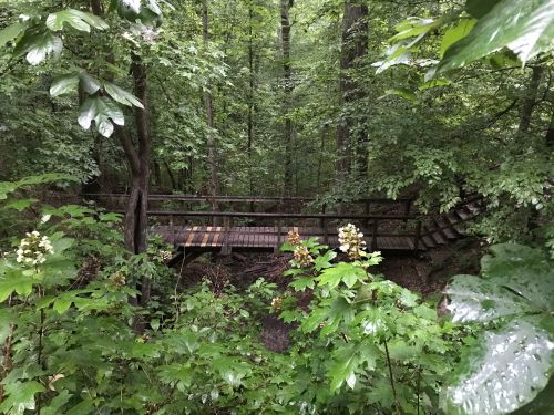 A wooden bridge surrounded by lush green trees and foliage in a dense forest.