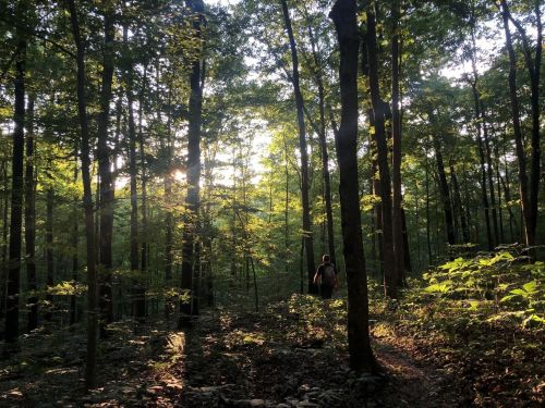 A person walks along a forest trail, surrounded by tall trees and dappled sunlight filtering through the leaves.