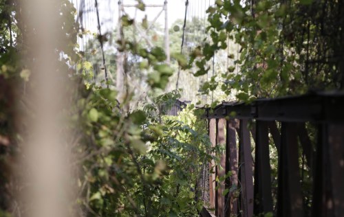 A lush, green pathway surrounded by dense foliage and wooden structures, creating a serene, natural atmosphere.
