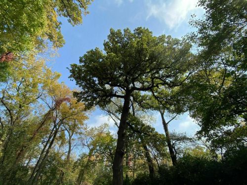 A tall tree with a broad canopy stands against a blue sky, surrounded by colorful autumn foliage.