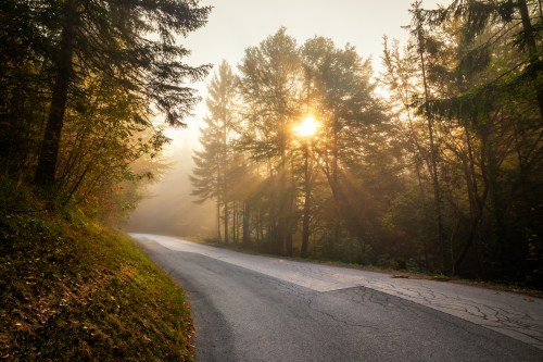 A winding road through a misty forest, with sunlight filtering through tall trees.