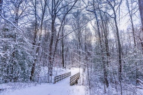 A snowy forest scene with bare trees and a wooden bridge crossing a path, creating a serene winter landscape.