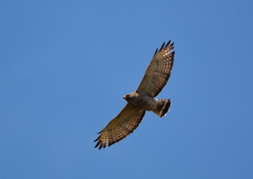 A hawk soaring gracefully in a clear blue sky, wings spread wide.