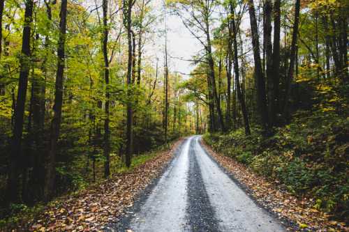 A winding dirt road through a forest with colorful autumn leaves on the ground and trees lining the path.