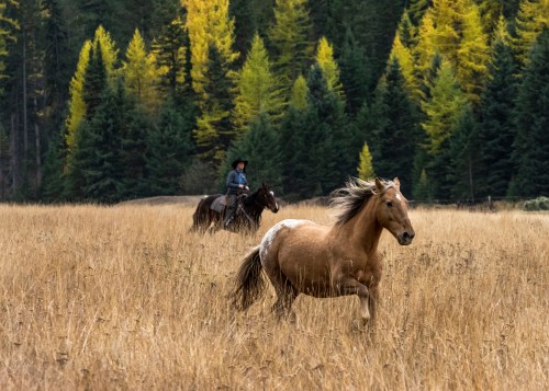 A horse runs through a golden field, while a rider on another horse trails behind in a forested landscape.