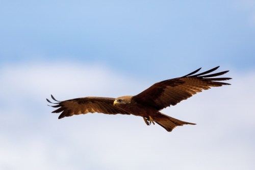 A hawk soaring gracefully in the sky with outstretched wings against a blue background.