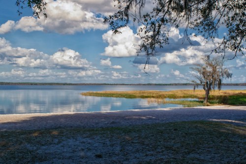 A serene lakeside view with fluffy clouds, grassy shores, and a tree draped in Spanish moss.