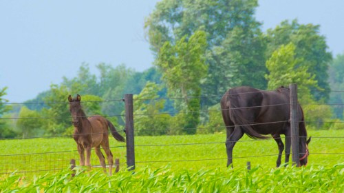 Two horses in a green field, one grazing and the other standing nearby, with trees in the background.