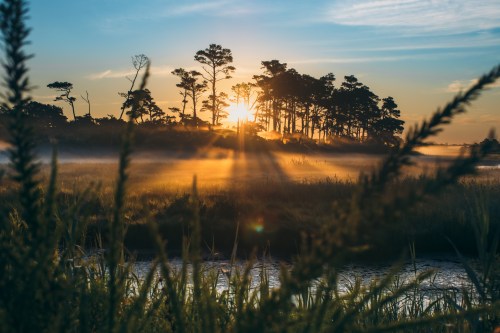 Sunrise over a misty marsh, with silhouettes of trees and golden rays illuminating the landscape.