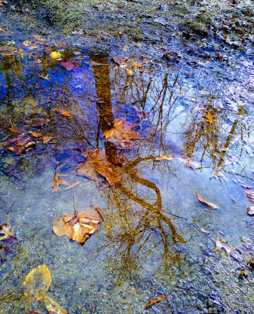 A puddle reflects autumn leaves and bare tree branches, surrounded by a muddy path and fallen foliage.