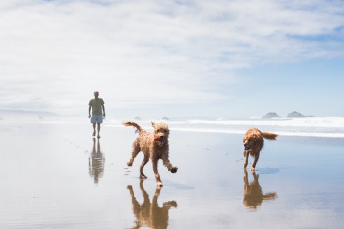 A man walks on the beach while two dogs play and run in the shallow water, with waves and clouds in the background.