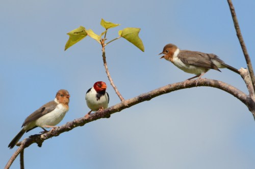 Three birds perched on a branch, with one bird displaying a striking red and black head against a blue sky.