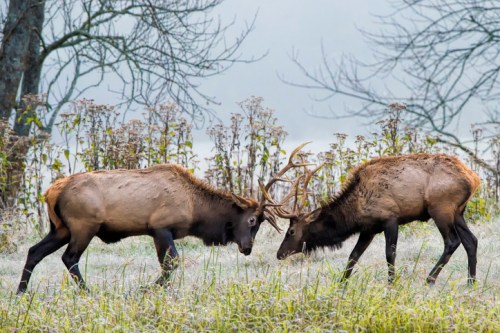 Two elk engage in a head-to-head clash in a misty, grassy field surrounded by tall plants.