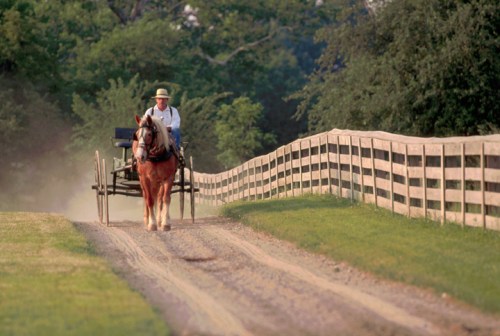 A person drives a horse-drawn cart along a dusty path beside a wooden fence in a rural setting.