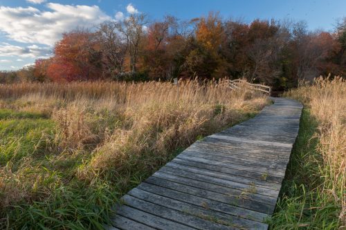 A wooden boardwalk winds through tall grass, leading to colorful autumn trees under a blue sky with scattered clouds.