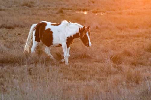 A brown and white horse walks through a grassy field at sunset, with warm light illuminating the scene.
