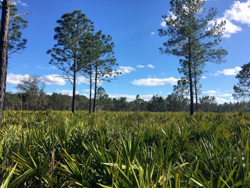Lush green landscape with tall pine trees under a bright blue sky and scattered clouds.